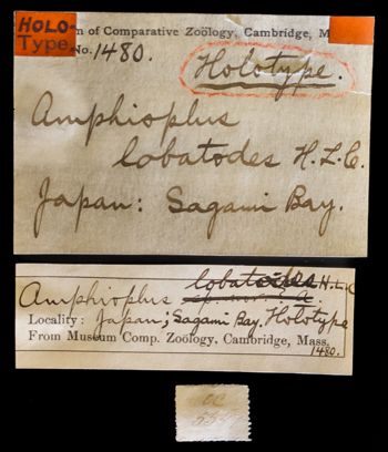Media type: image;   Invertebrate Zoology OPH-1480 Description: Labels for this specimen included in the specimen tray.;  Aspect: labels
